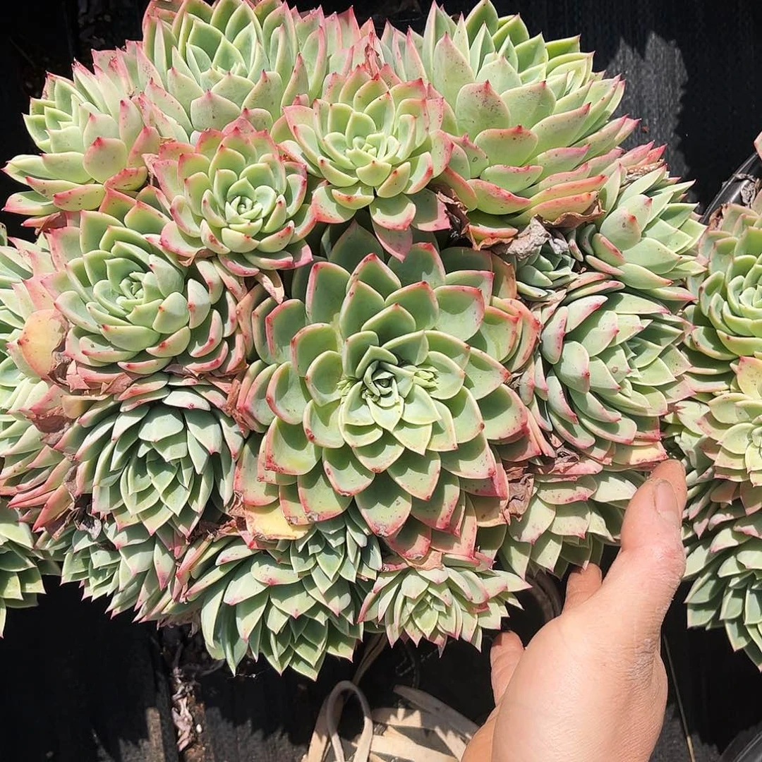 三色景12.99多肉植物