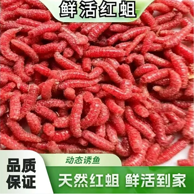 【买一发三】野钓鱼活饵鲜蛆虫蛋白虫溪流爆护鲫鱼四季可用红虫窝料
