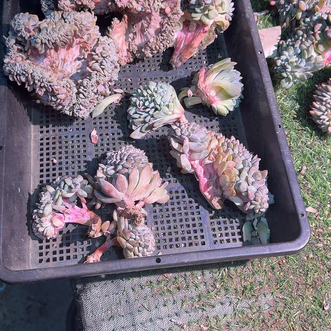 星影缀化瑕疵一筐