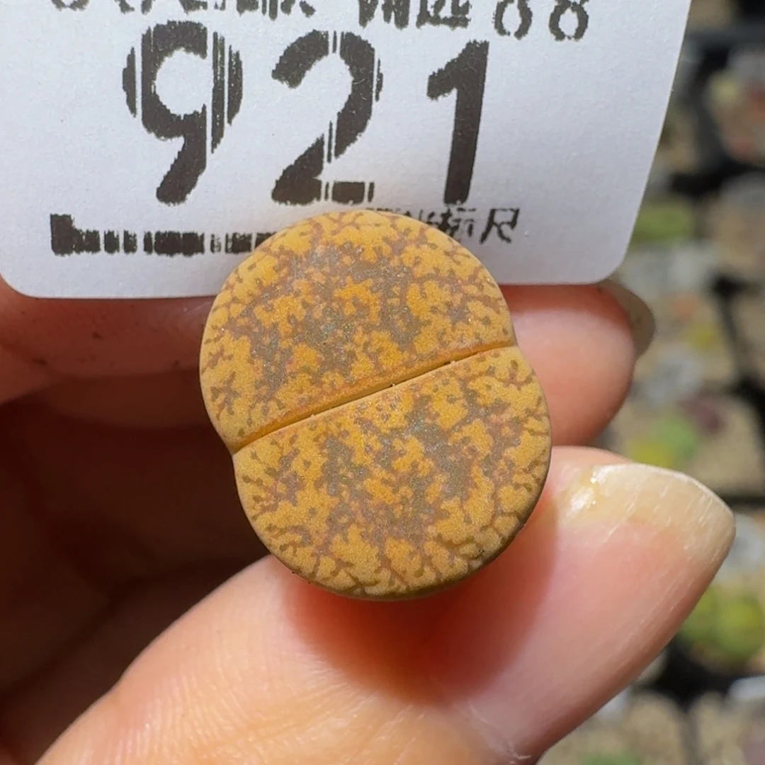 Sssss精品生石花921