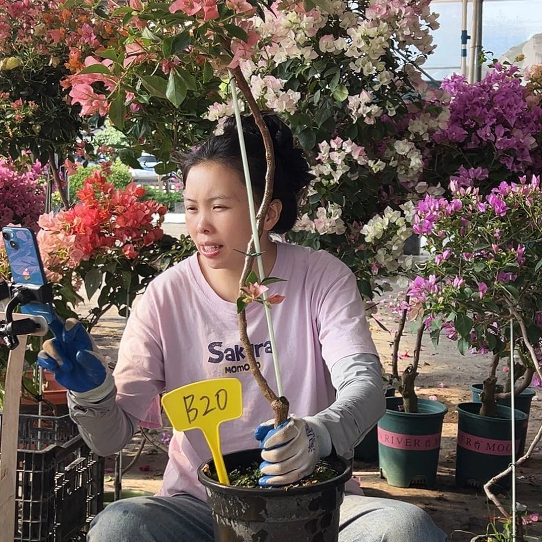 小***天大部分花苞少量开放B20卡亚塔