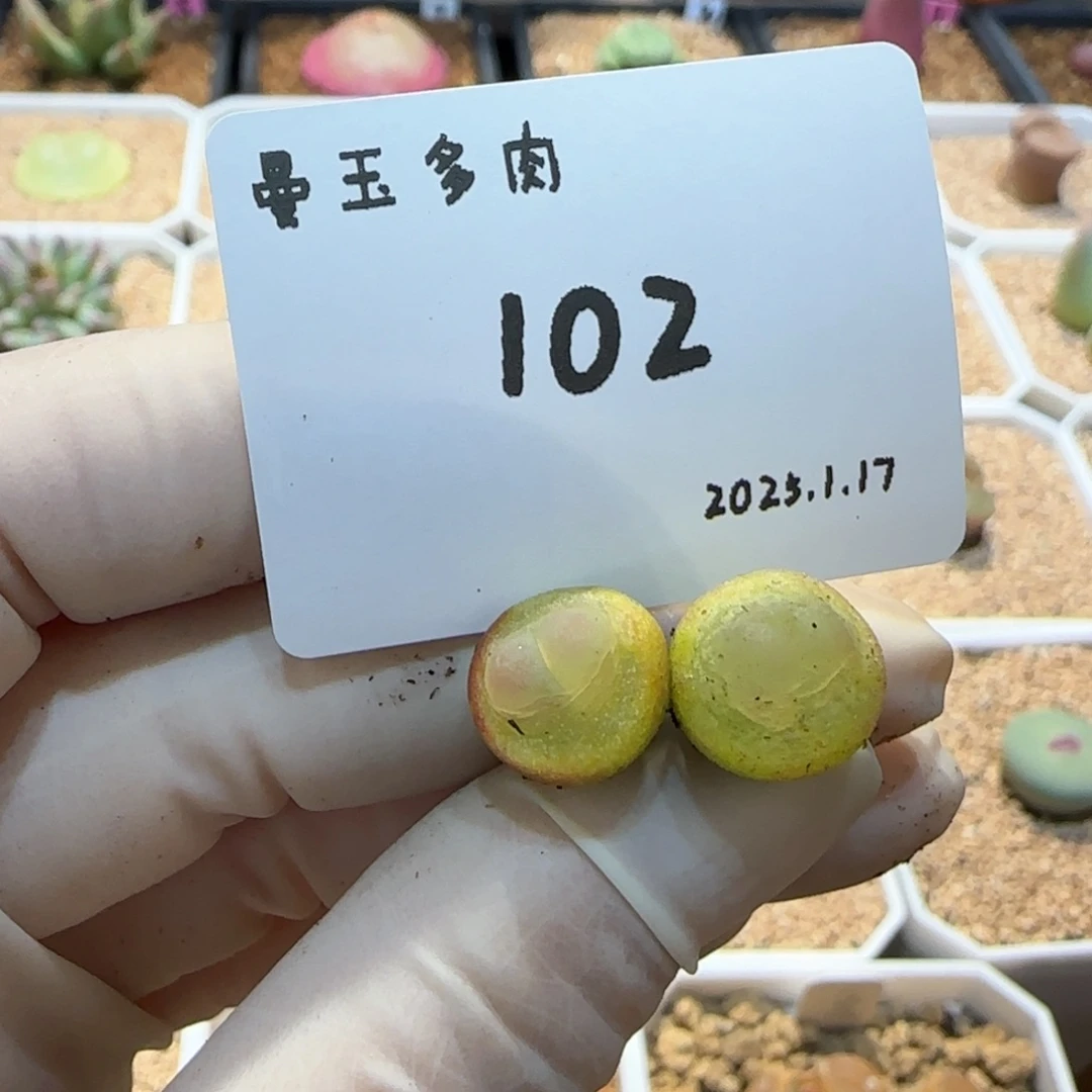 多肉多肉多肉1.17-102