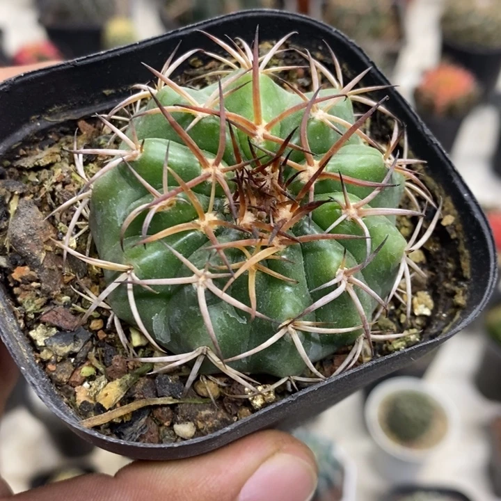 实生圆盘玉特价福利