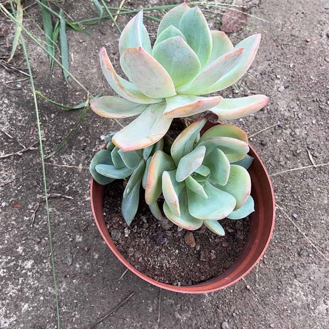 【闪购商品】无花朵会**?