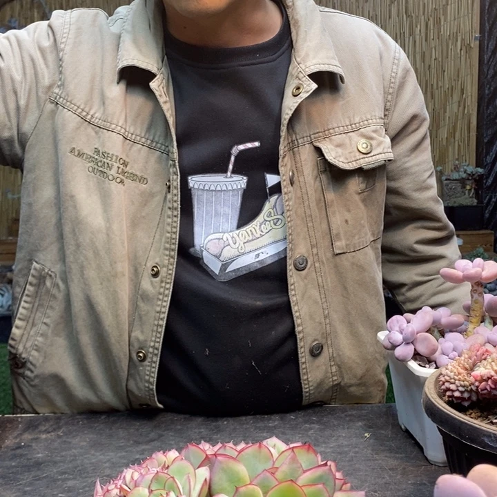 娴***情387号牡丹亭多肉植物