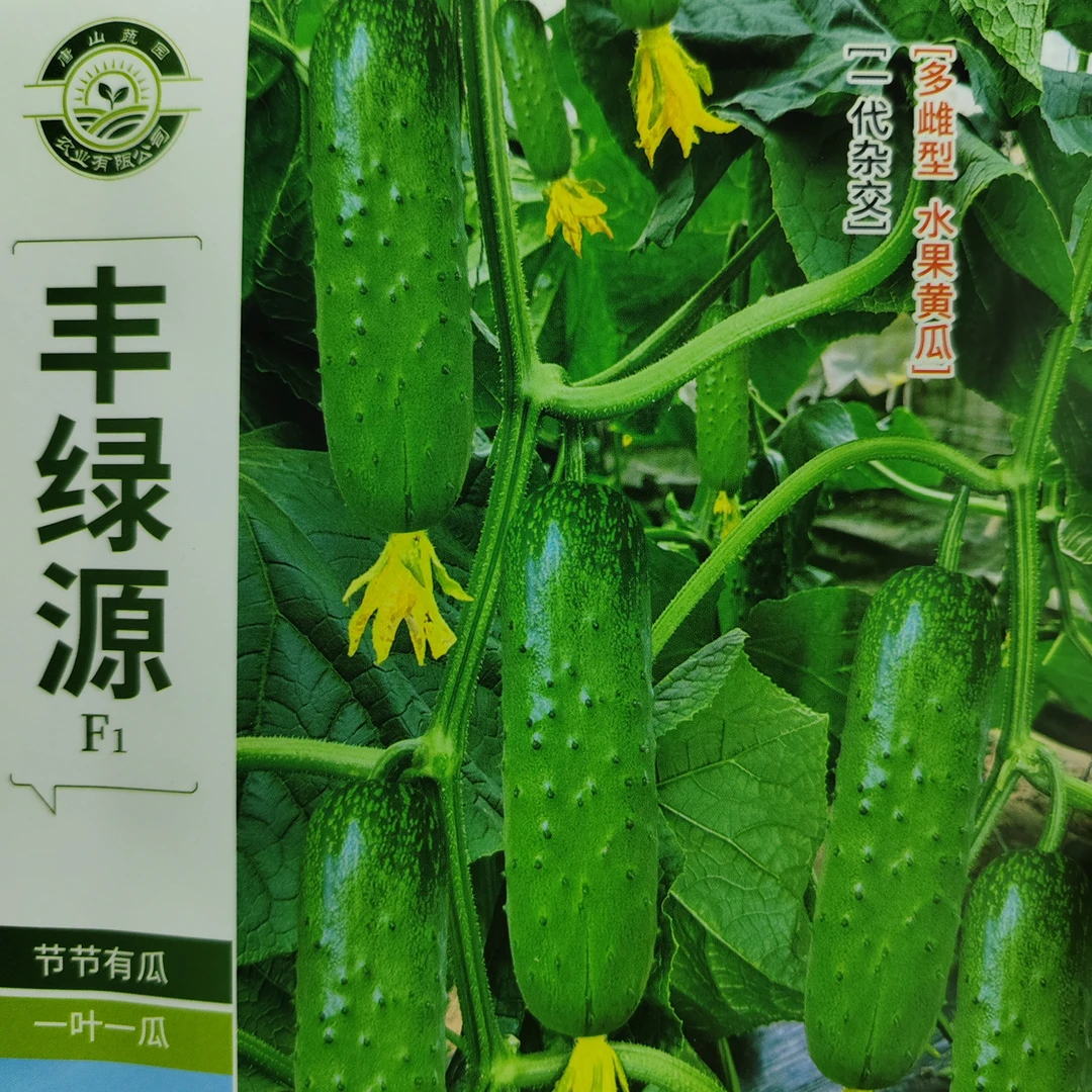 水果黄瓜种子 全雌性早熟 果皮翠绿光亮 味甜无苦清香