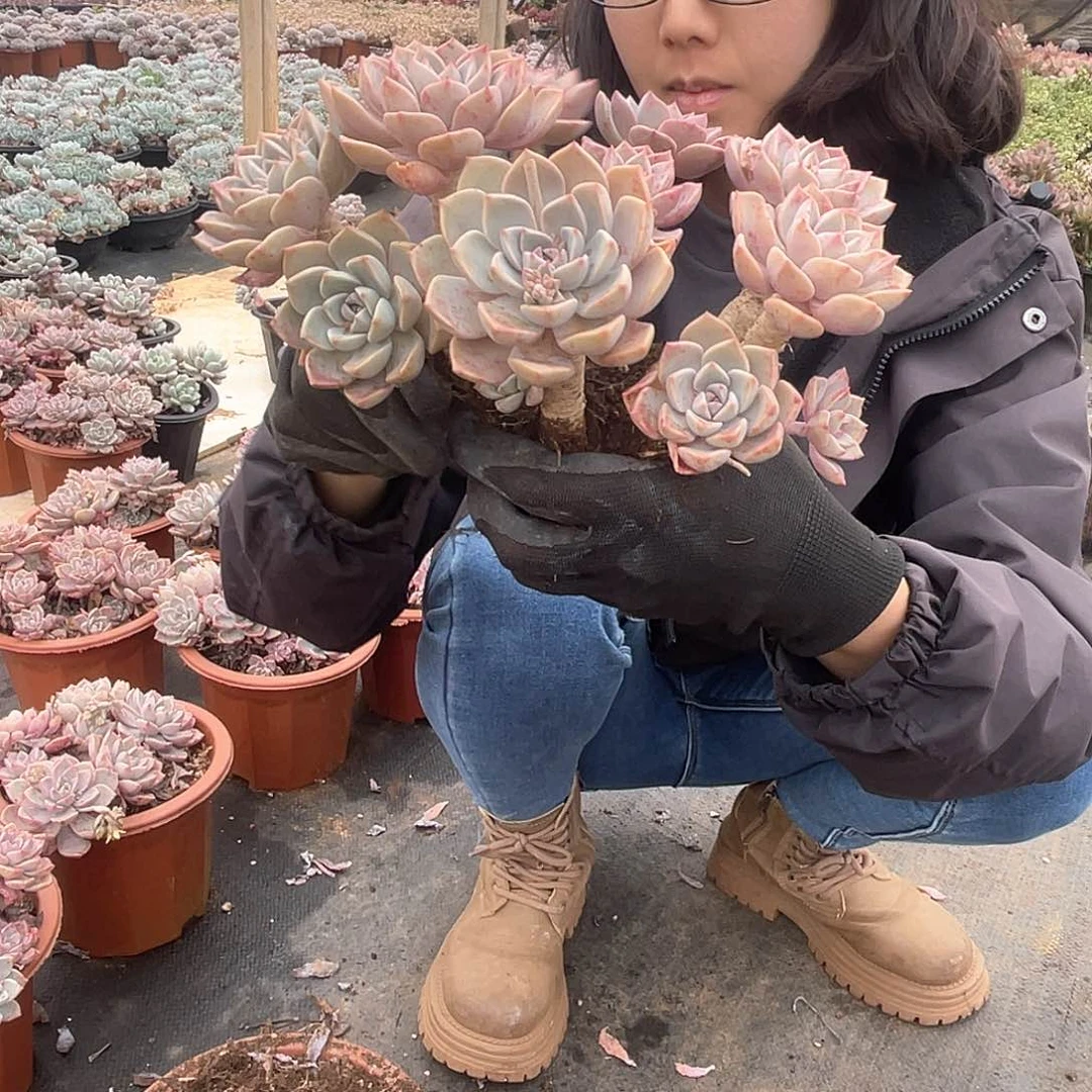 红粉9.9米 量拍多肉