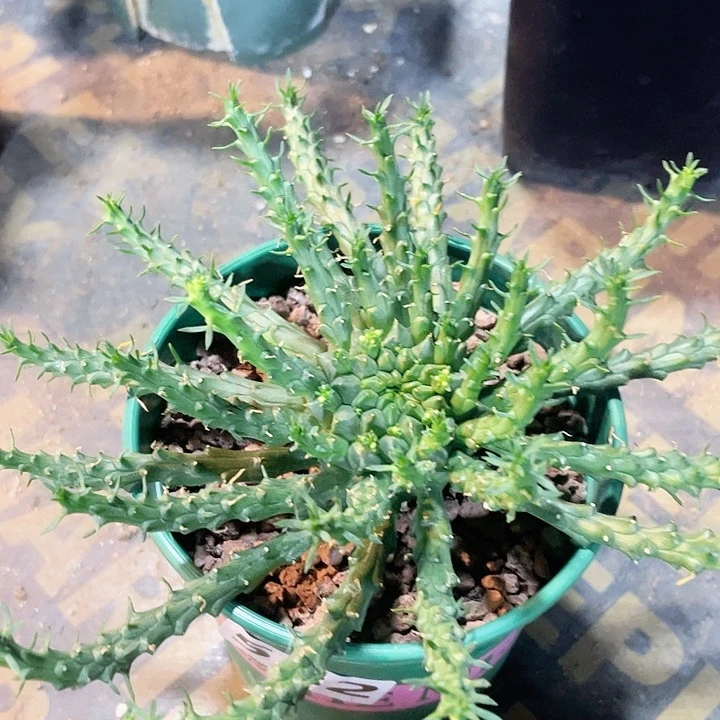 582实生孔雀丸大戟