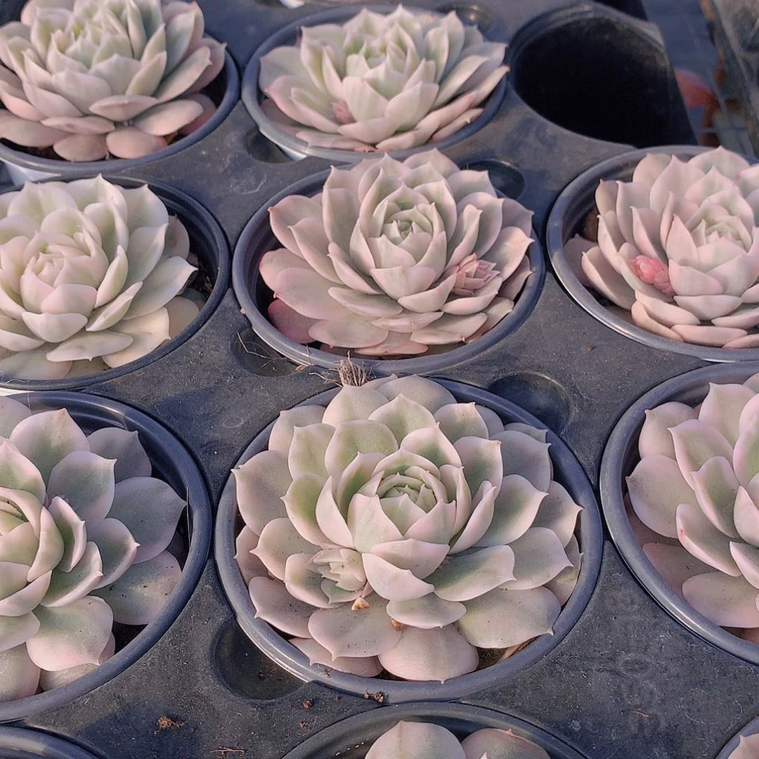 昂斯洛锦2456789990000