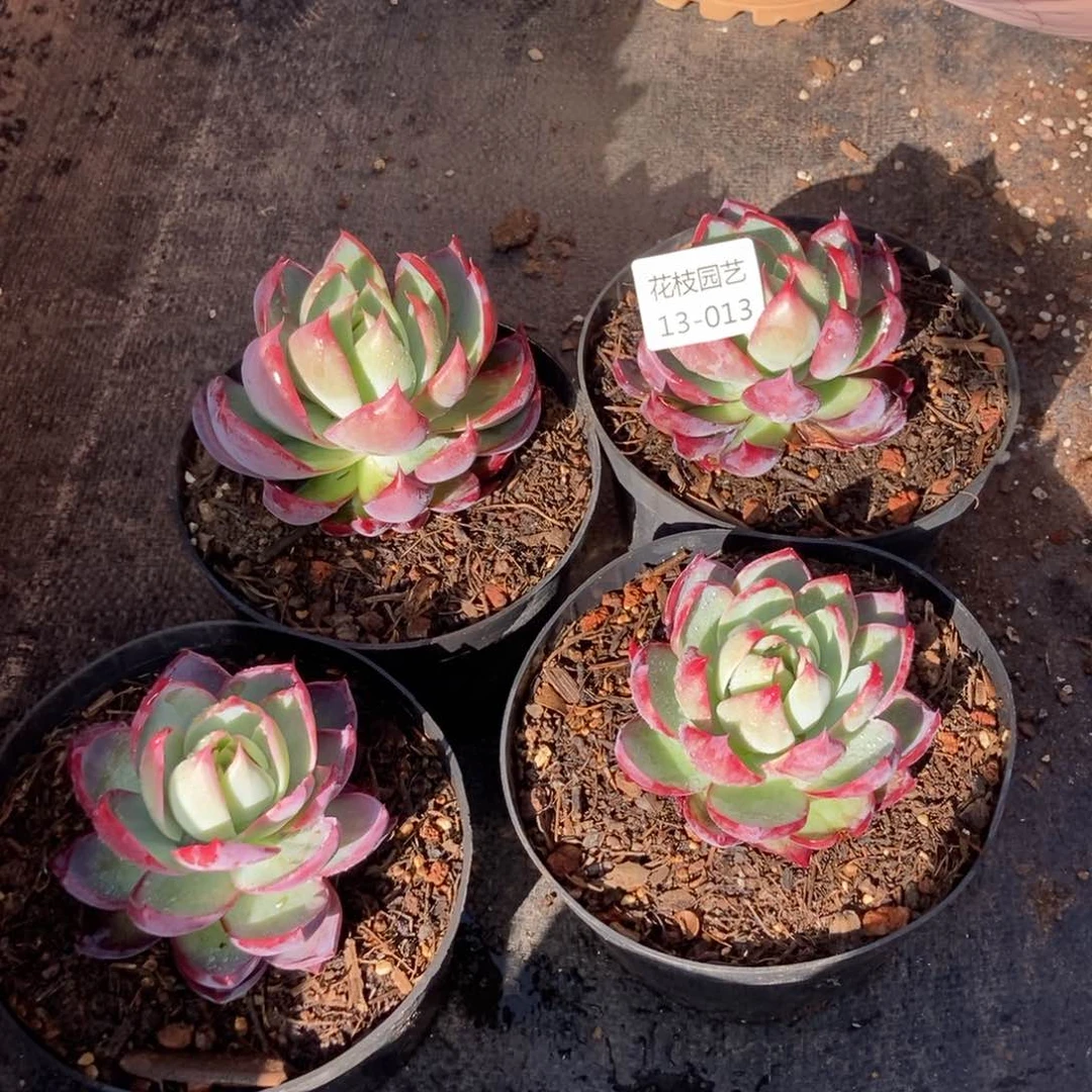 13.13不分叶形惊鸿仙子随机发货