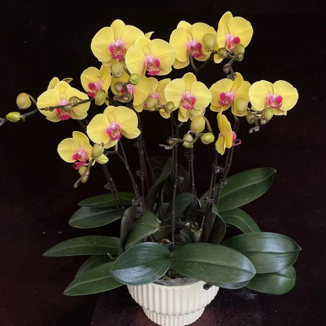 喜兰精选【金色时代】年宵花 金黄色 黄金万两  四季好养 蝴蝶兰