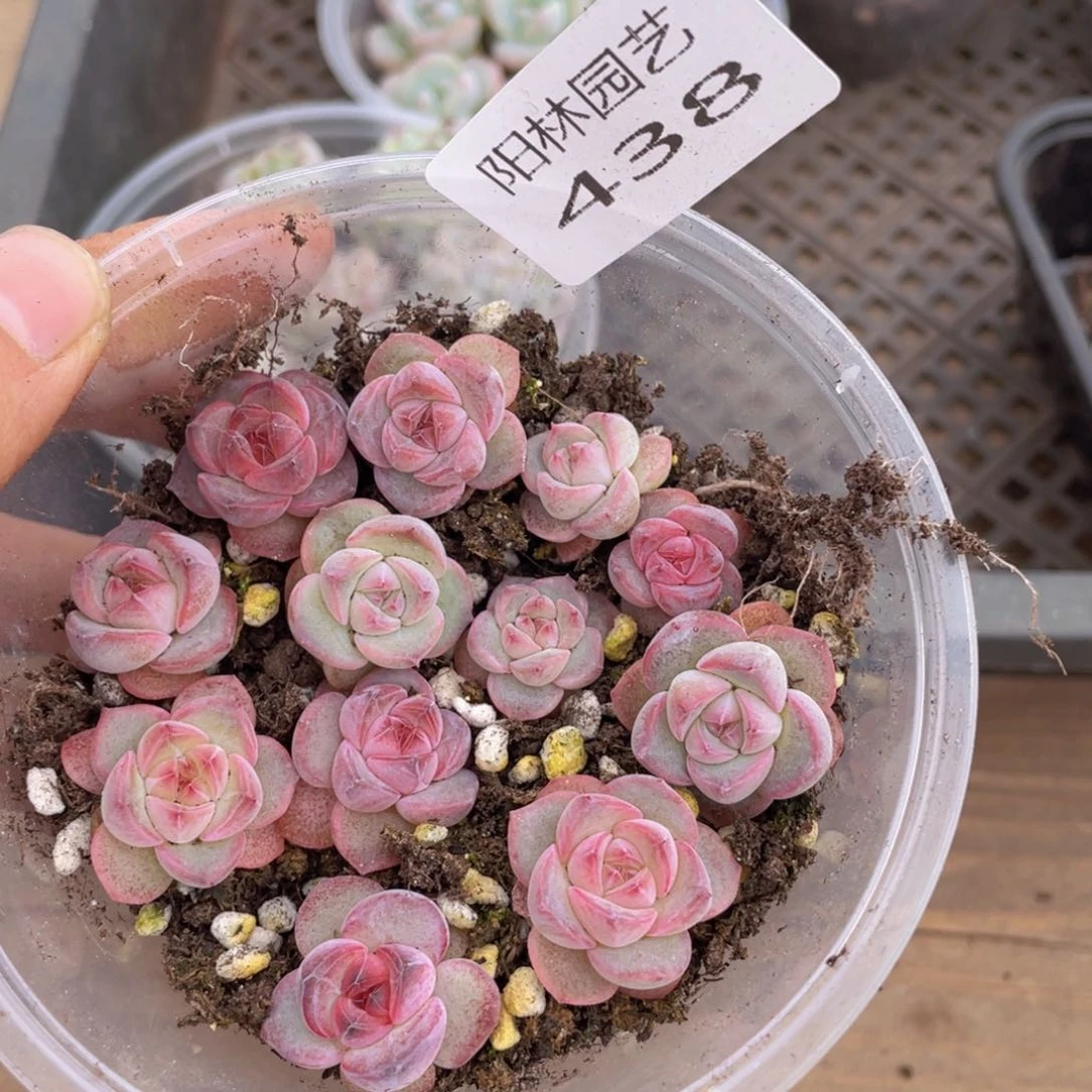 量拍多肉植物多肉植物438