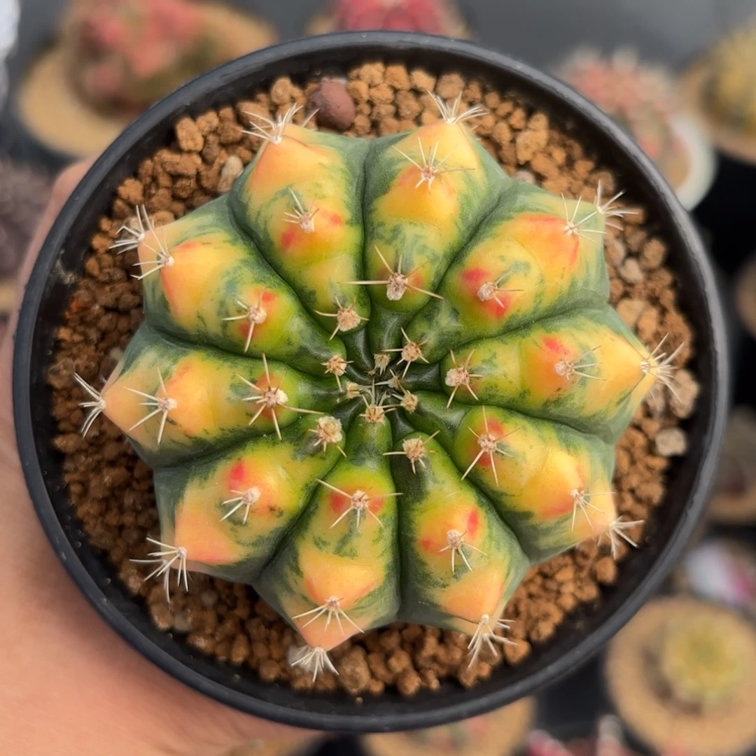 泰系米哈仙人球实生1号