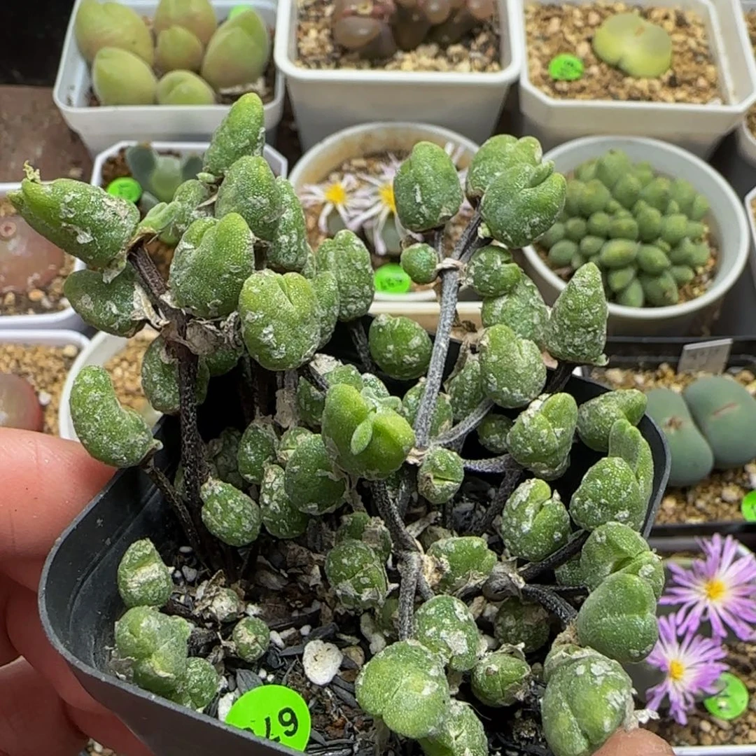 冰糕群多肉植物678