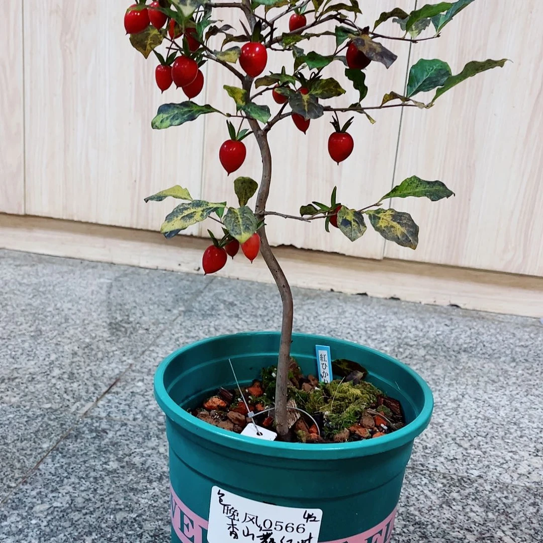 无花朵晚     0566