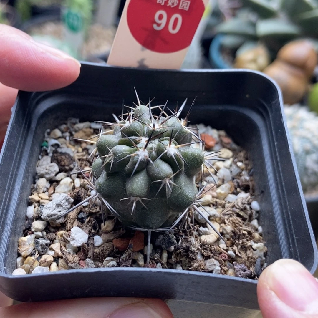 实生龙爪球黑闪玉2.8cm