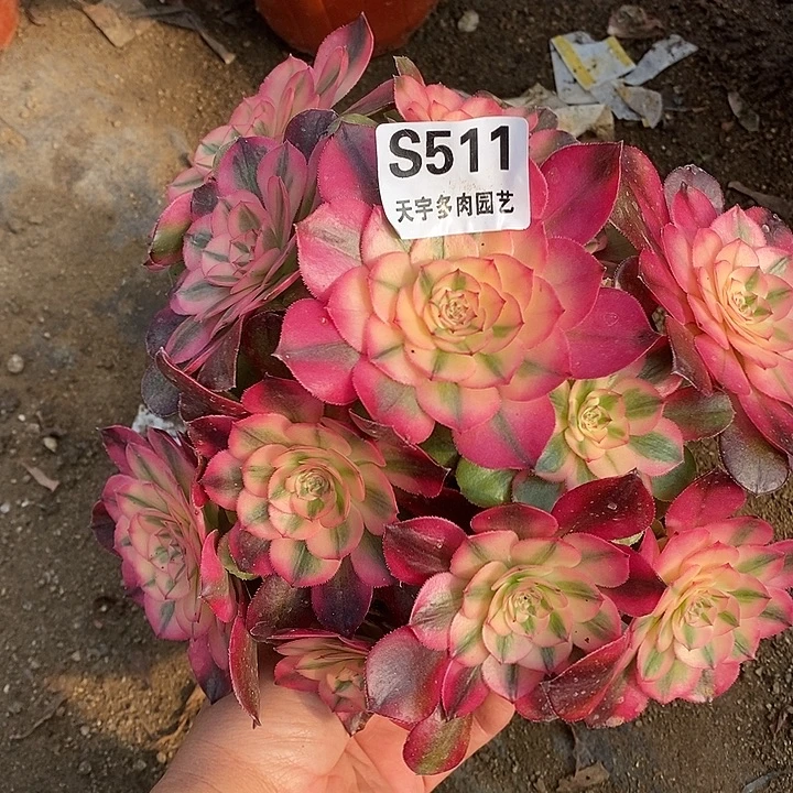 多肉植物荔枝511多肉