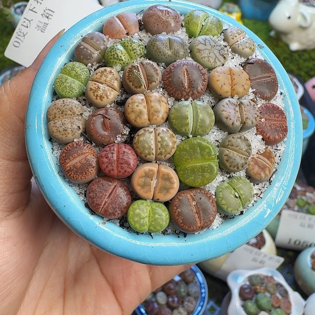 多肉植物开播福利冲1051