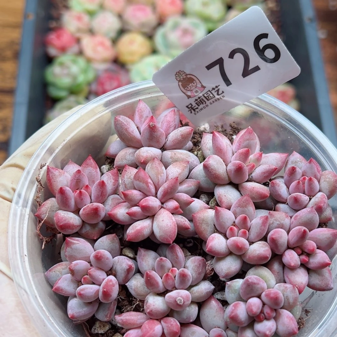 多肉植物多肉植物