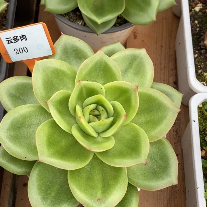 D200- 直播福利 狮子王