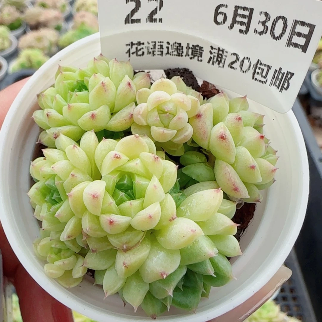花语逸镜0630-22散