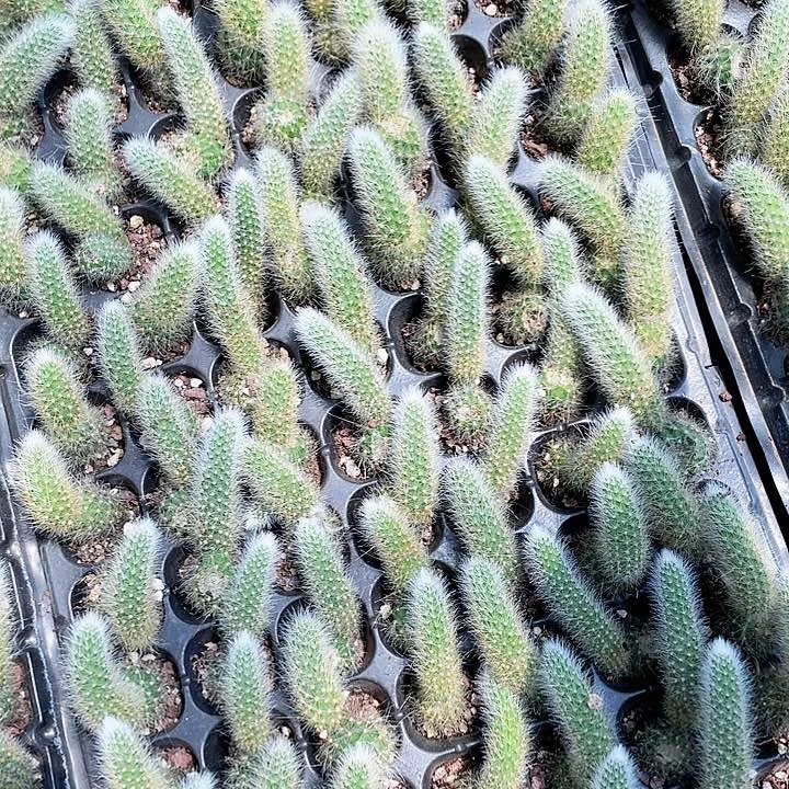 九尾狐小可爱苗10个