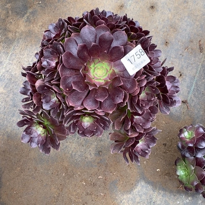 赤焰莲多肉断头不包1758