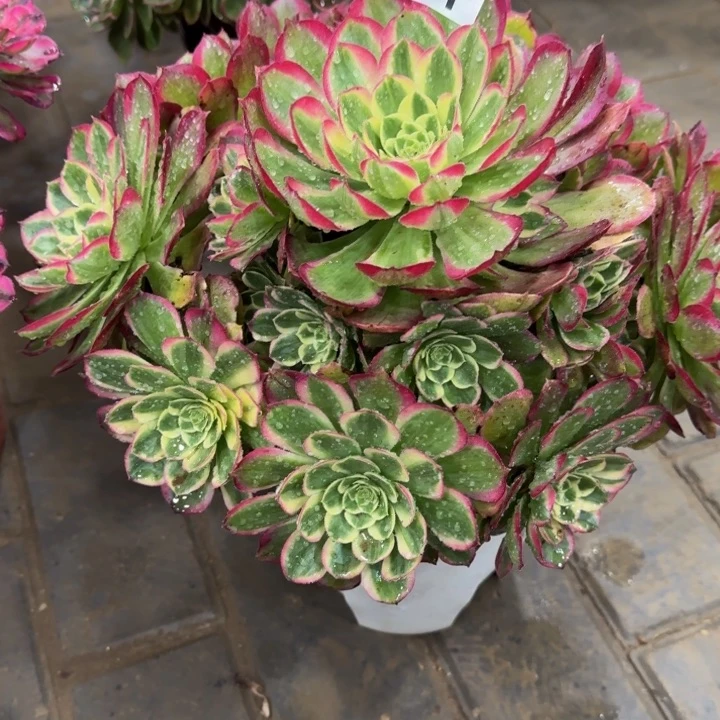 往***?粉体海王421肉肉