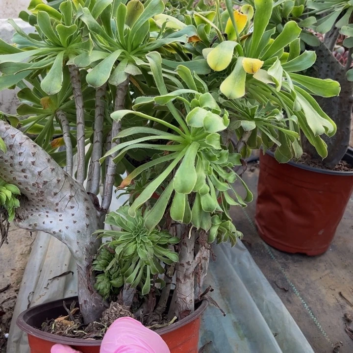 ~***哲267 法师不包断枝