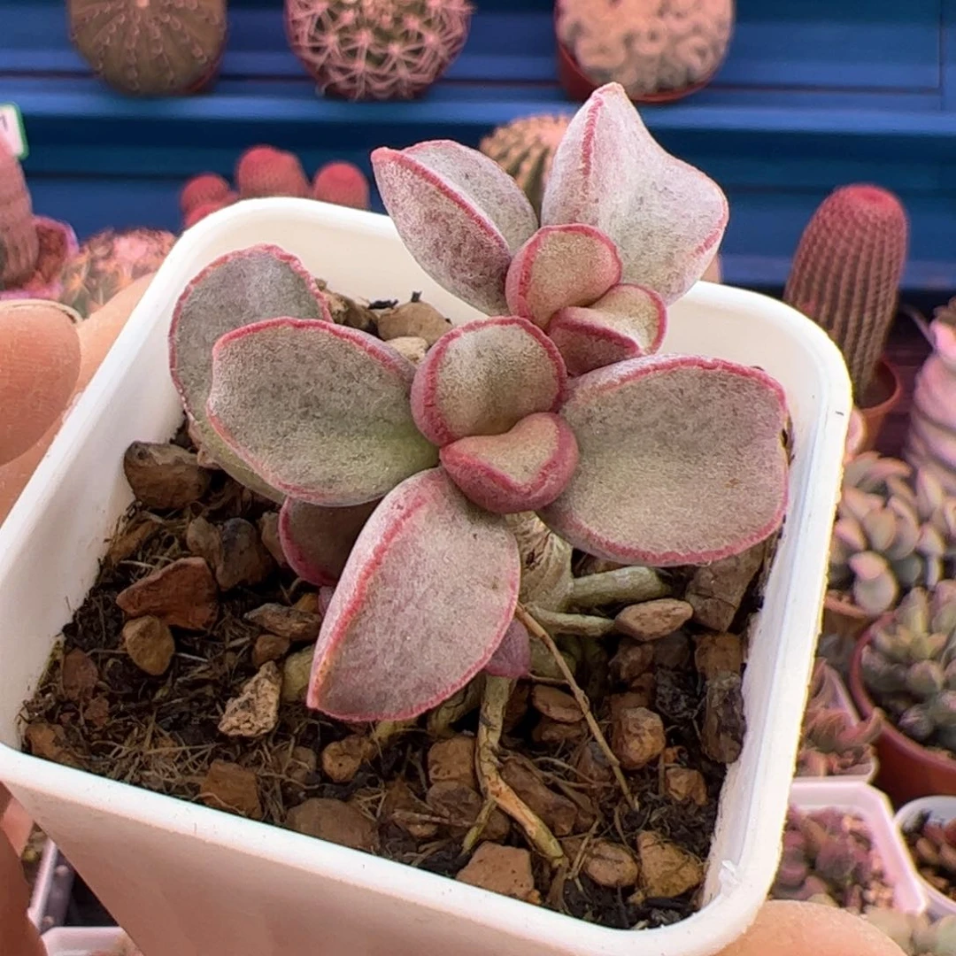 山*树红边白蛋。