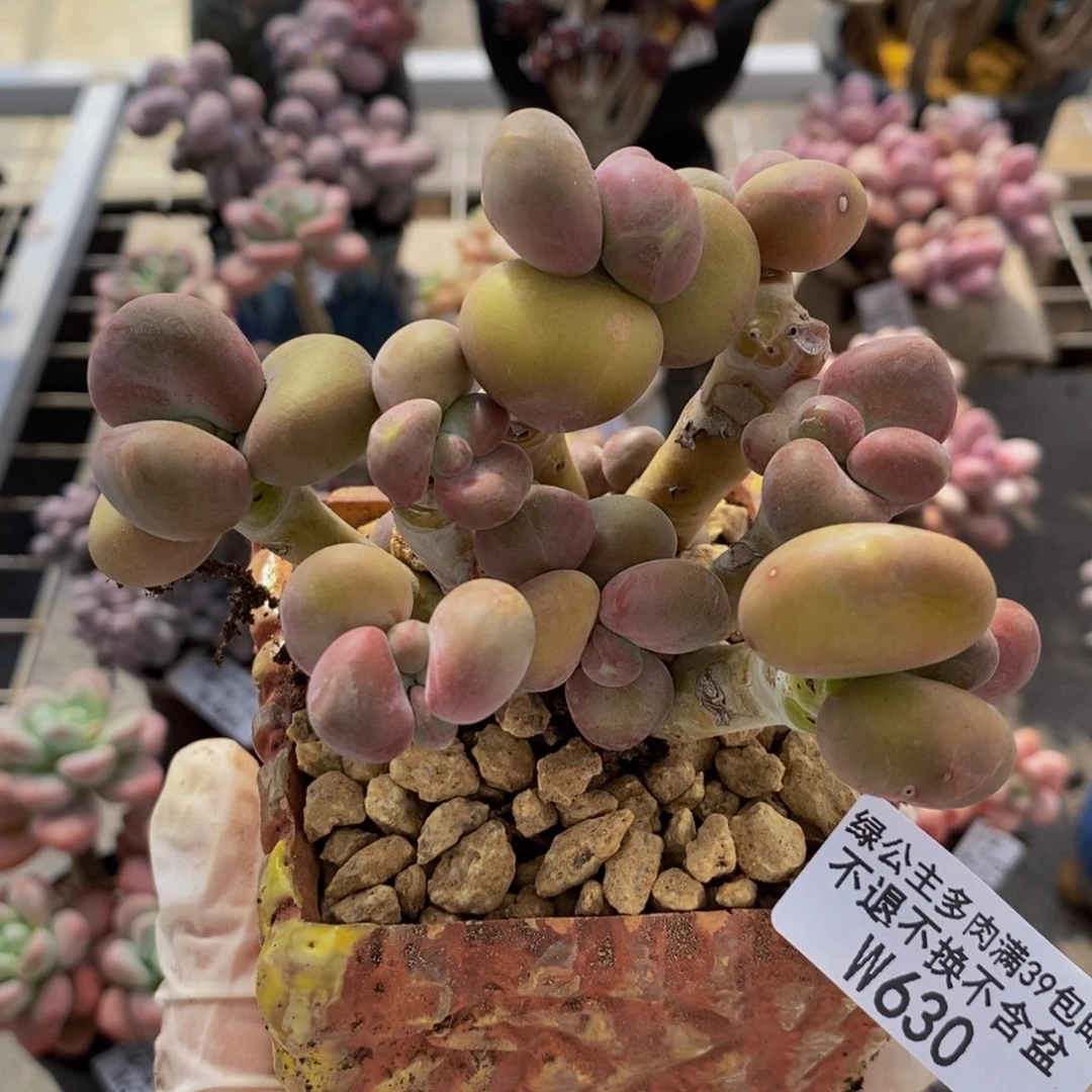 芒果奶酪金蟾kk奶630/9c m