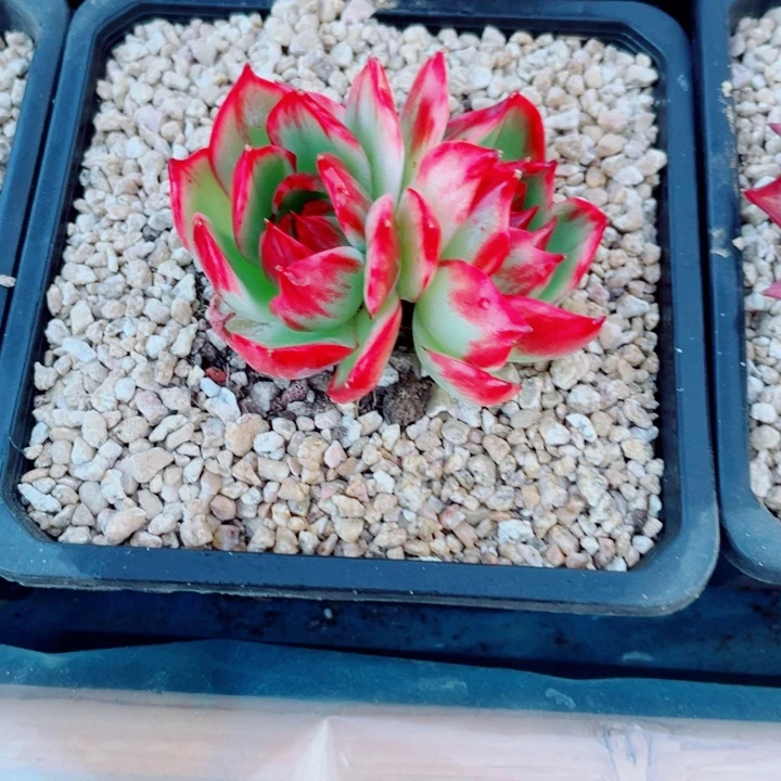 惊鸿仙子多肉植物128