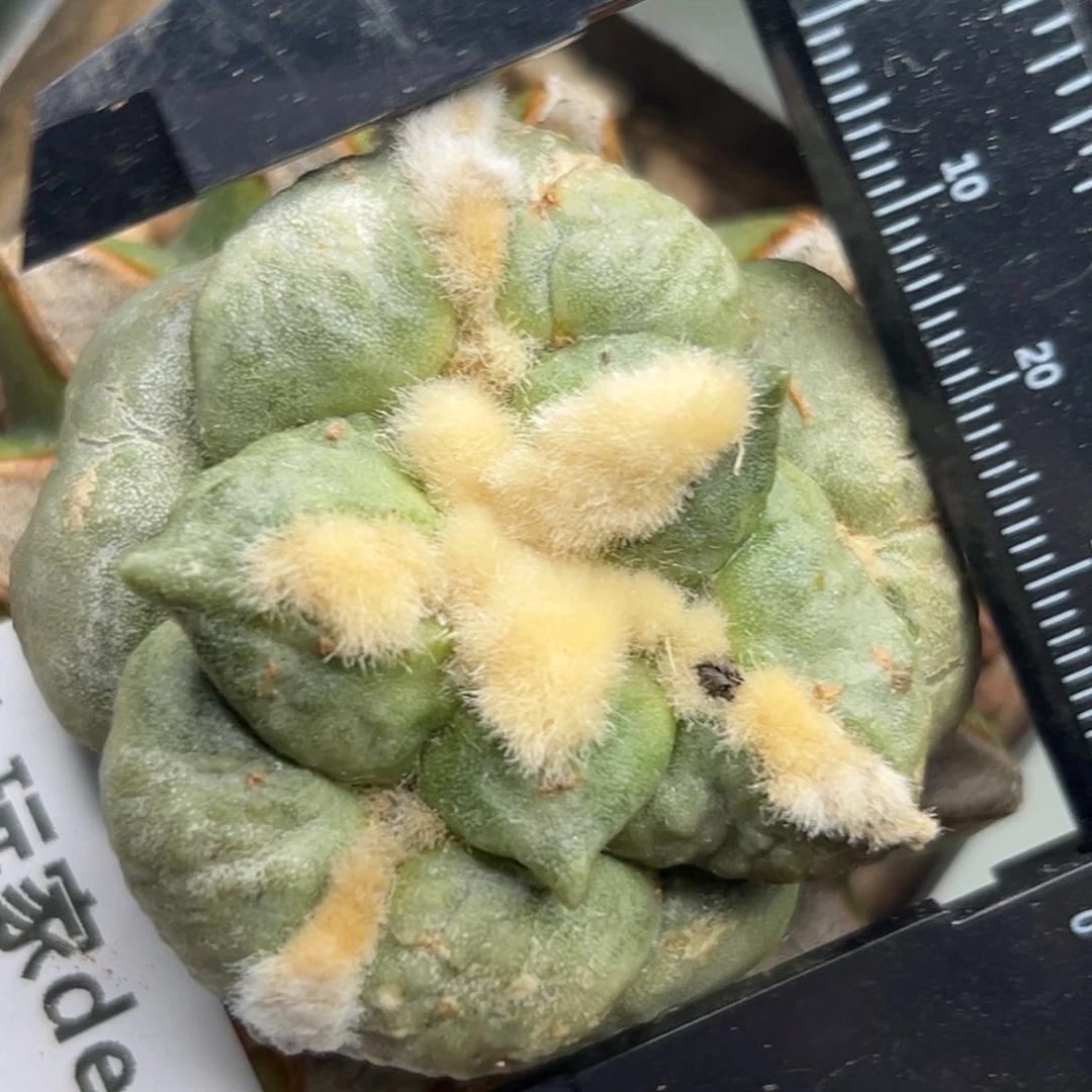 139 仙人球的比赛将