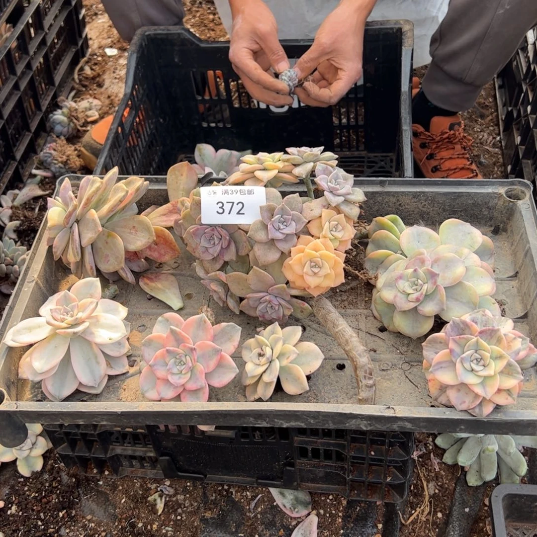 372紫乐锦老桩多肉植物