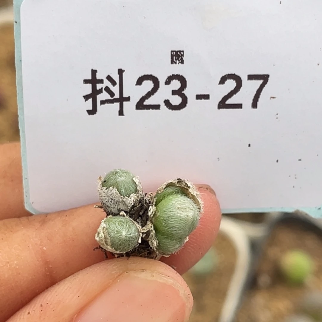 23-27毛球多肉植物