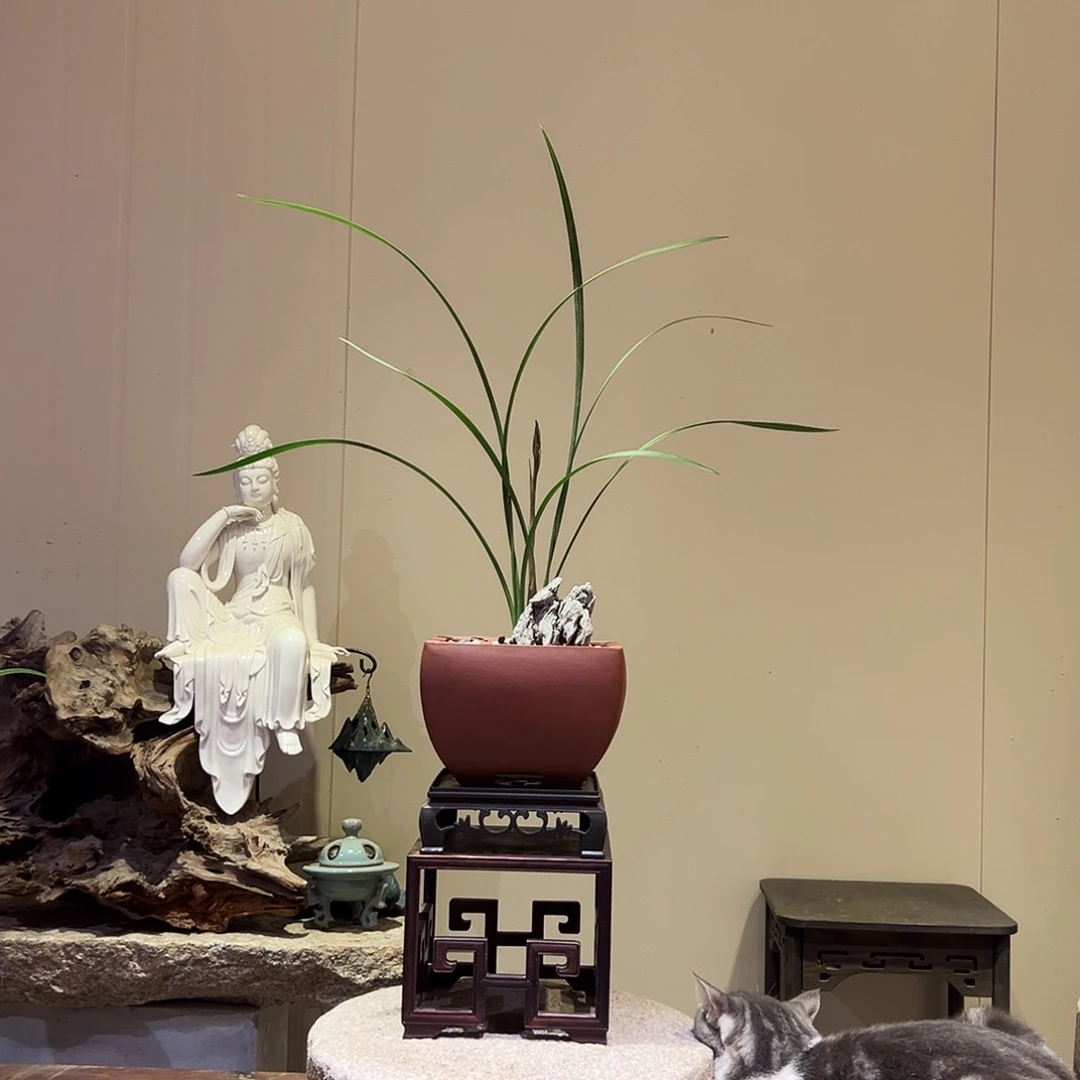 大部分花苞少量开放红花素