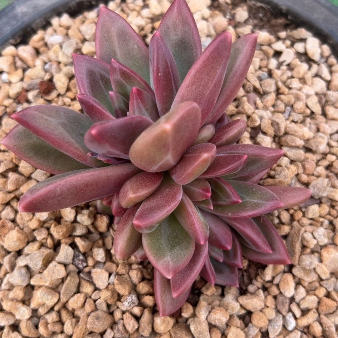 迷雾泡泡，一物一拍