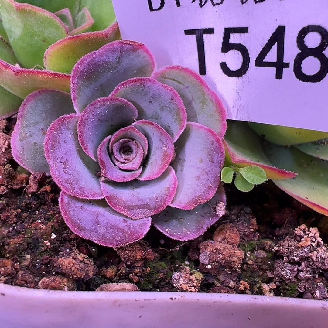?****来不知名  T548