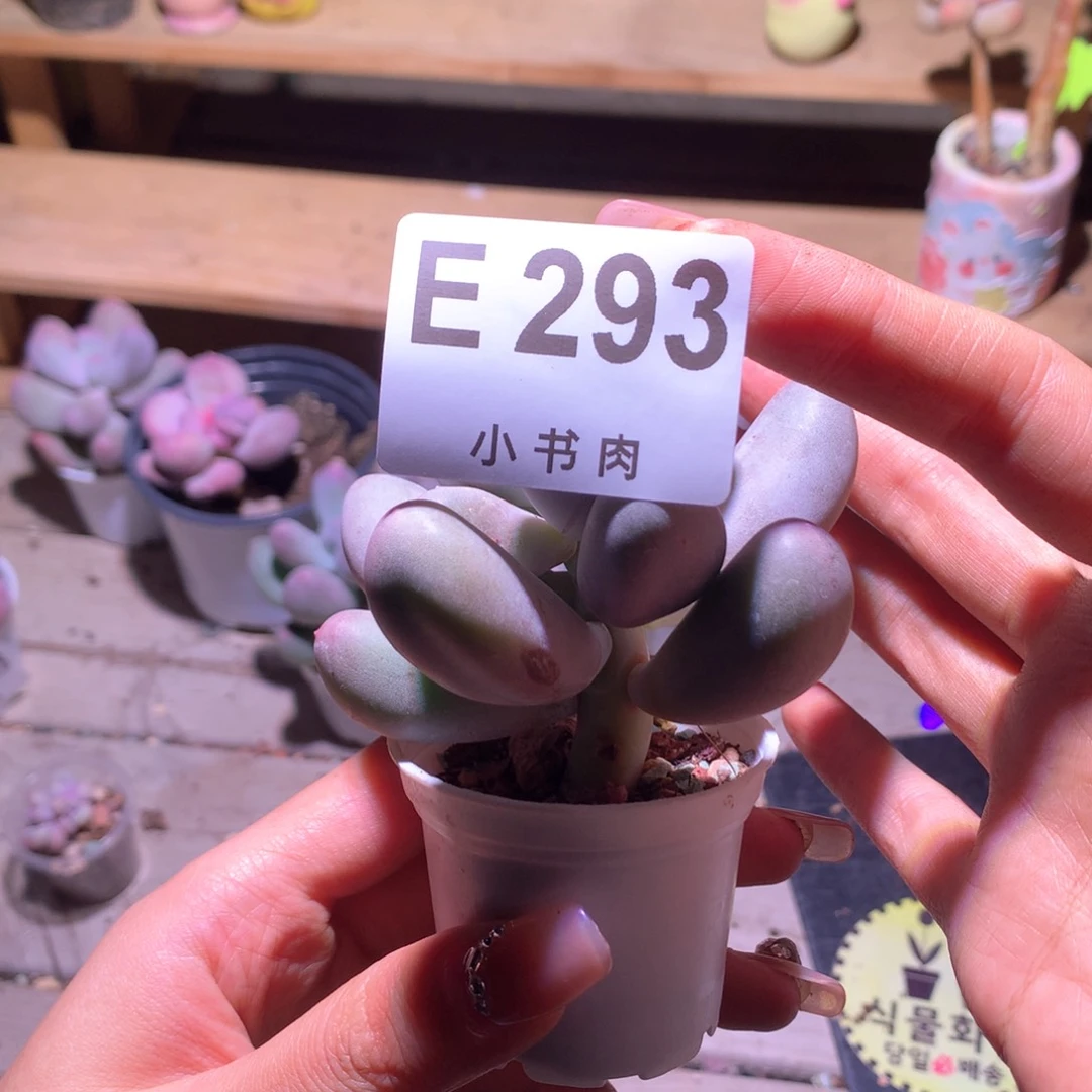 米可米可奶酪韩国293