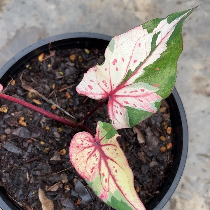 28-1126RC广东现货