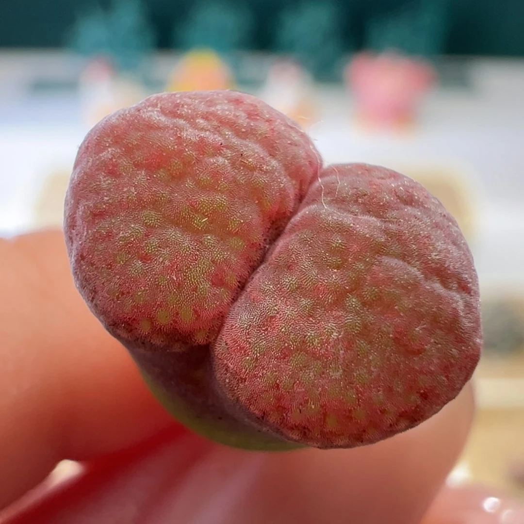 1741/优选草莓熊蛋糕。