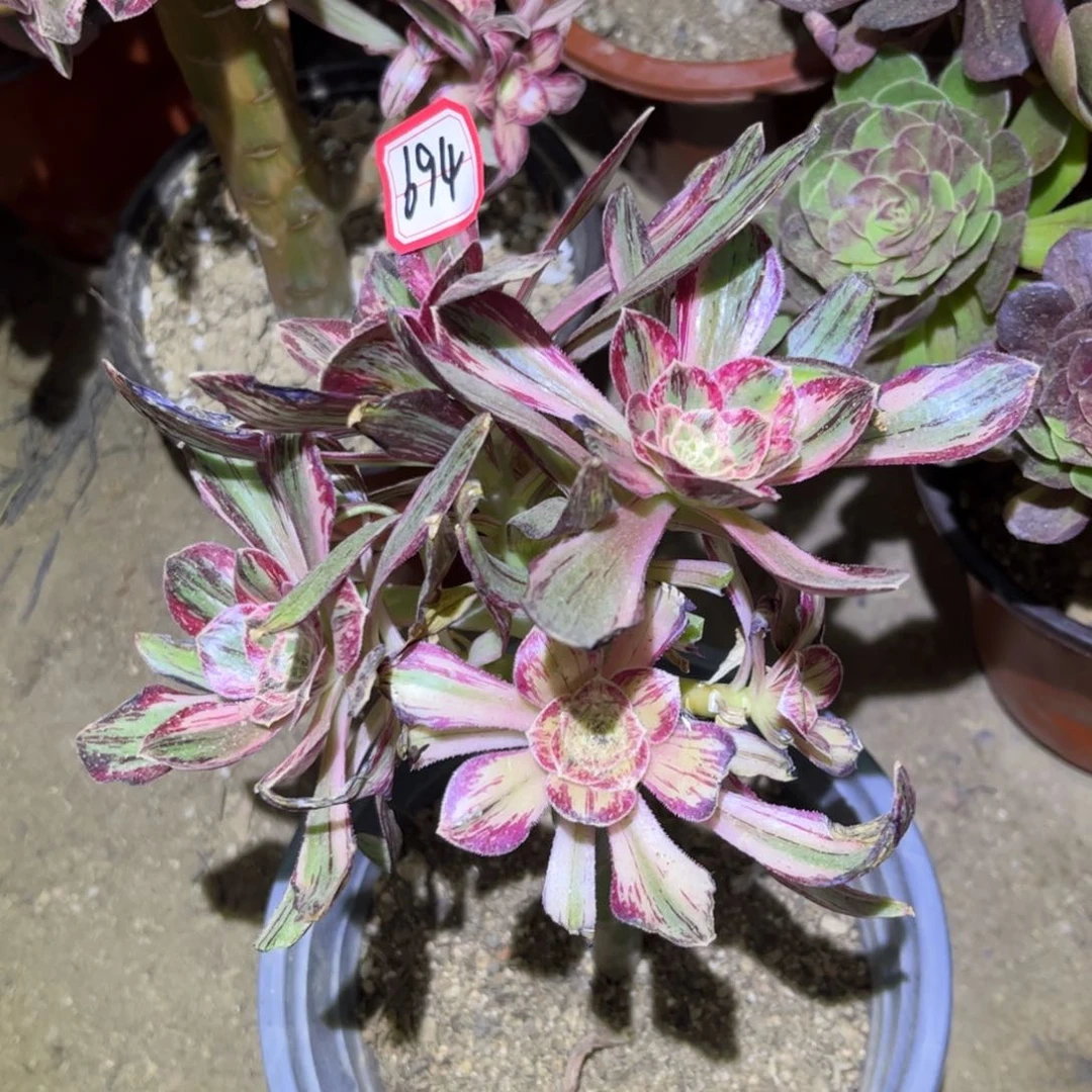 694多肉植物V锦锦