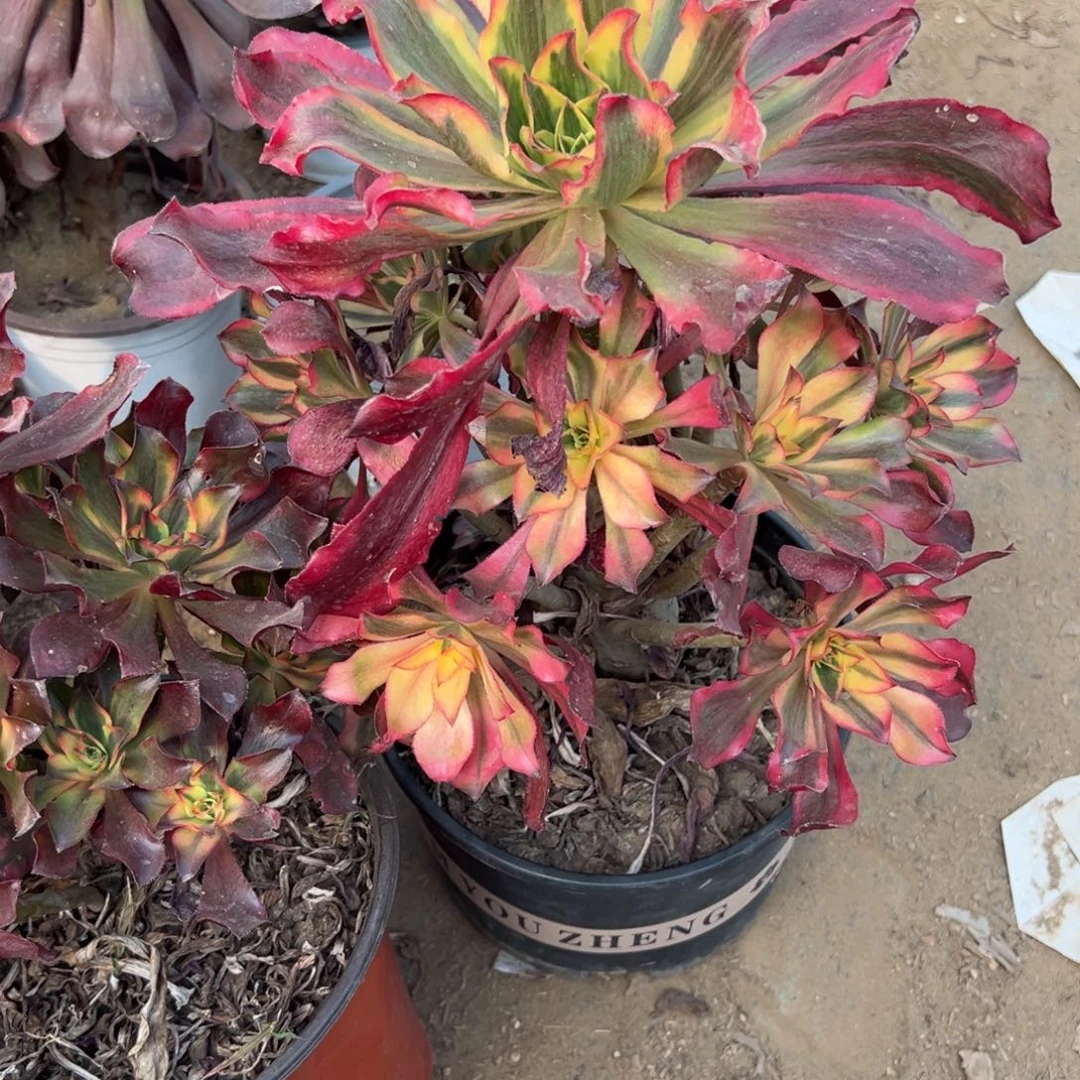 750魅影多肉植物法师多肉