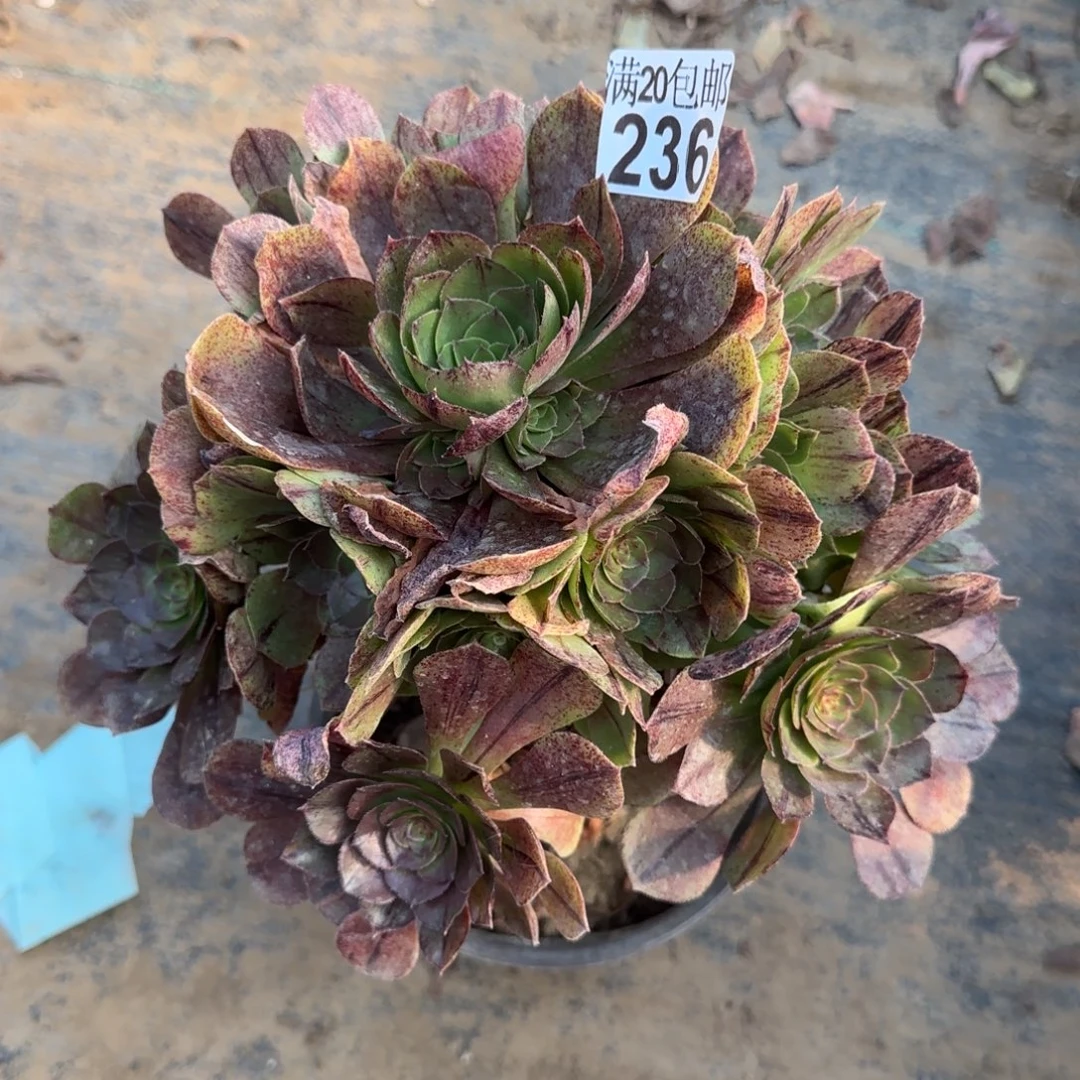 236满20包邮断枝不包