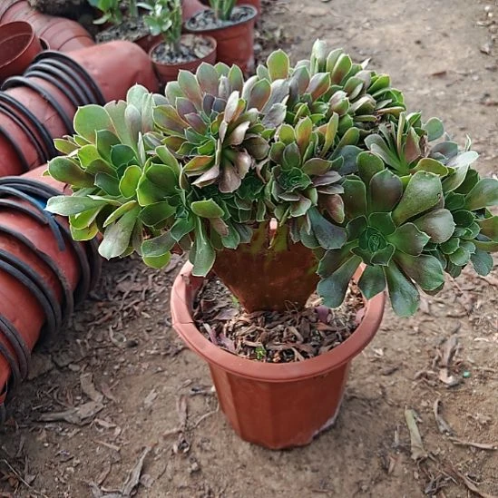 玫瑰缀加急发货11