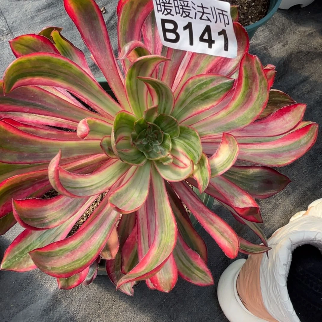 紫砂茶杯141巫毒超白锦分哥哥哥哥哈哈