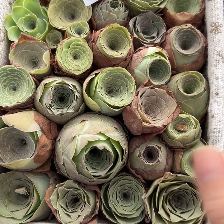 浮***梦苗苗03一筐山地玫瑰不带花篮