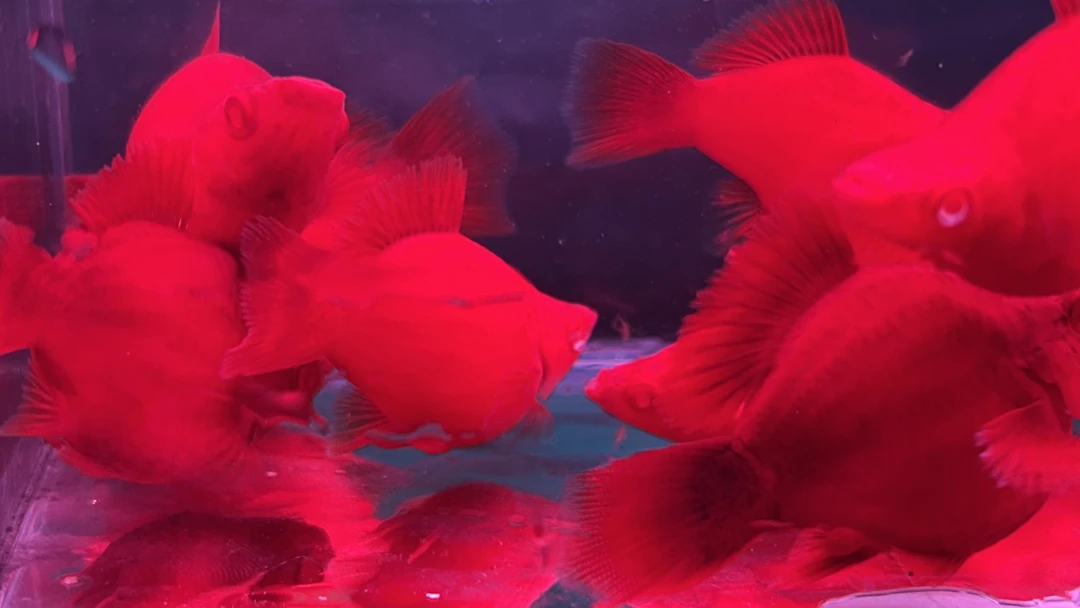 精品皮球红箭鱼3个半月鱼龄