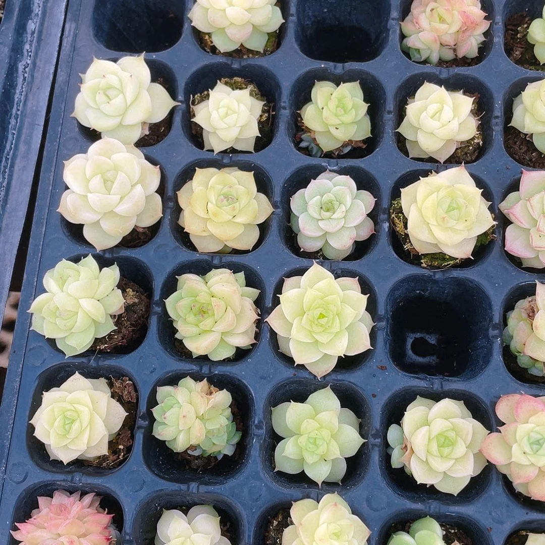 个体麦杆透穴一个满25包邮