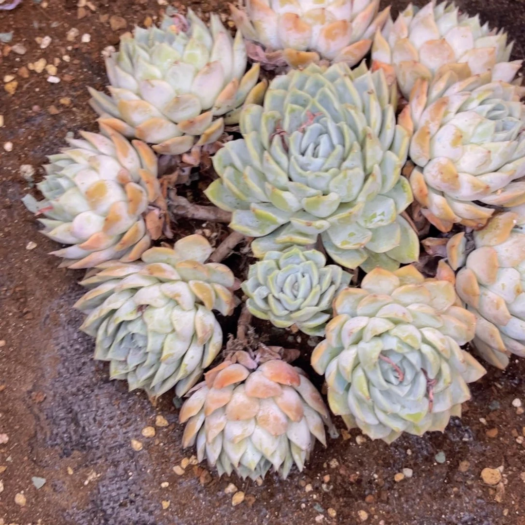 无花朵珍*友家多肉一物一拍